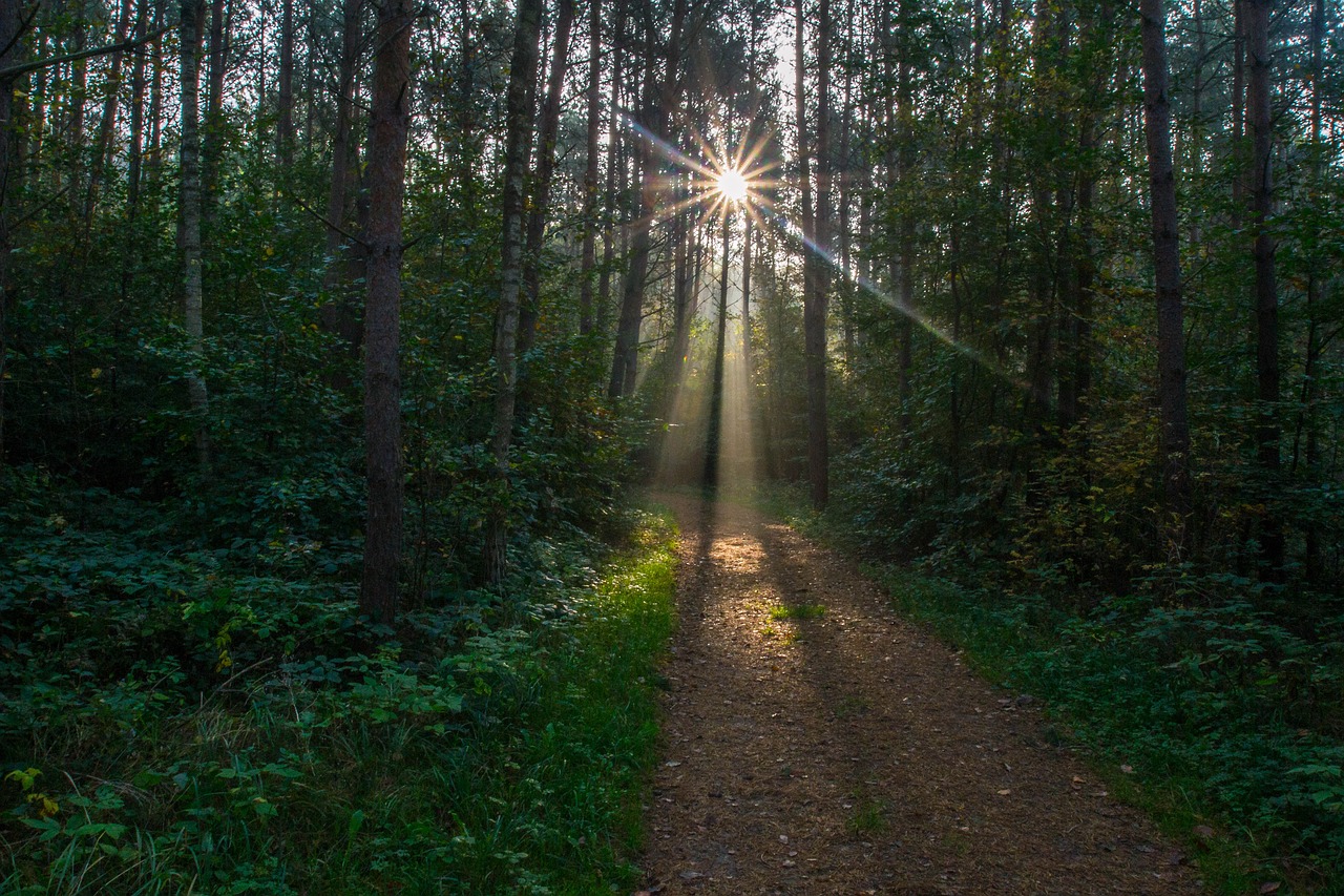 sonnenstern sunbeam forest path free photo