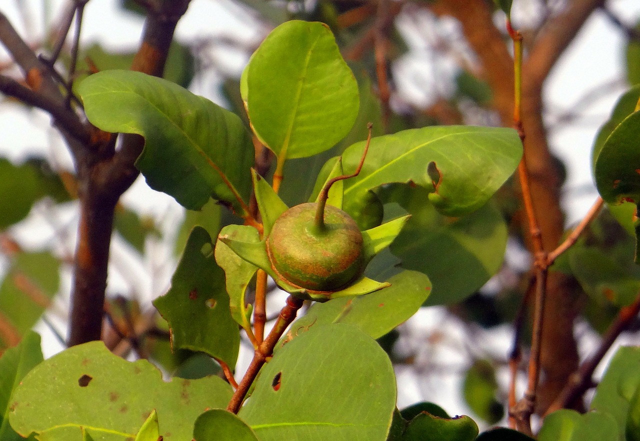 sonneratia caseolaris mangrove apple seed pod free photo