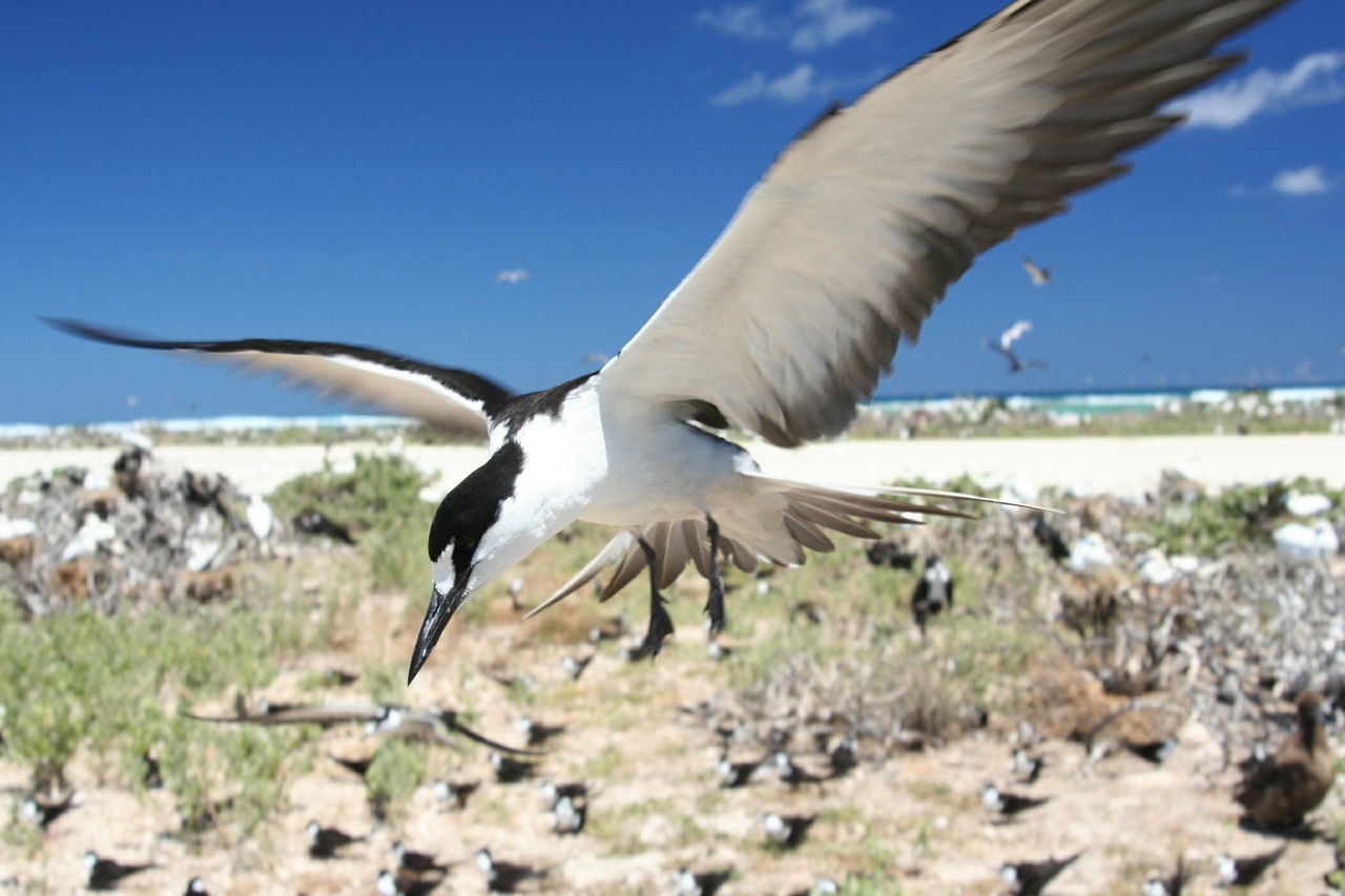 sooty tern flying bird free photo