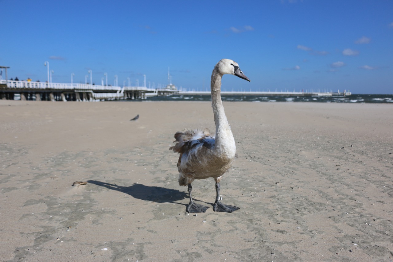 sopot  the pier  swan free photo