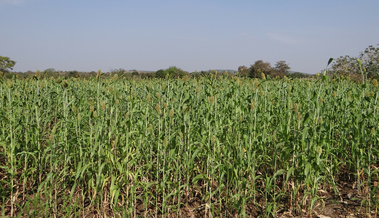 sorghum jowar cereals free photo