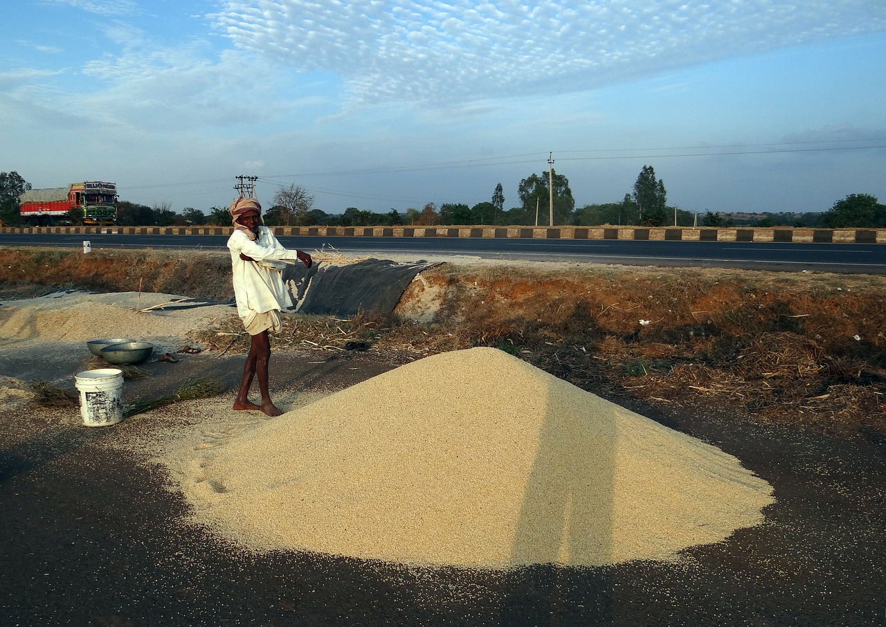 sorghum grains karnataka free photo