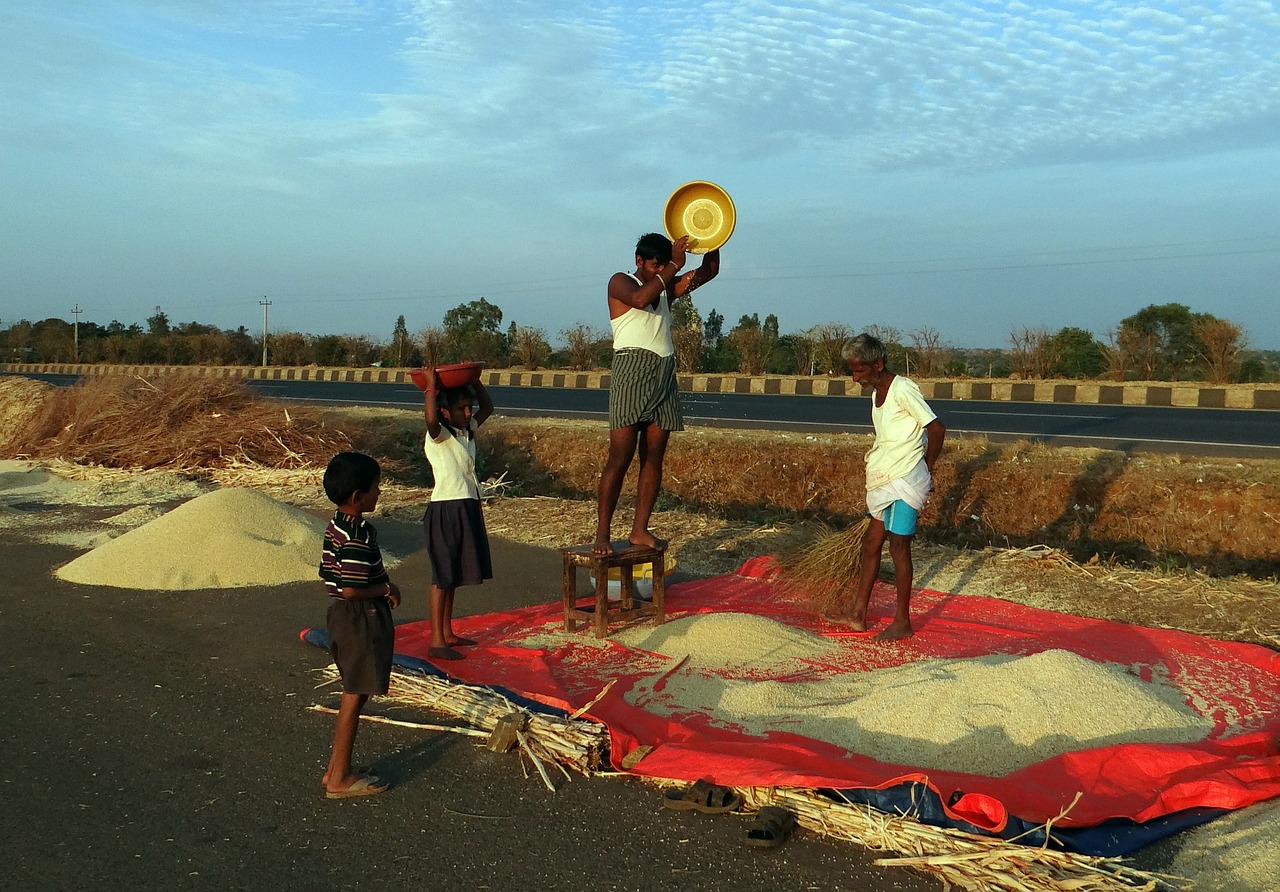 sorghum hand winnowing jowar free photo