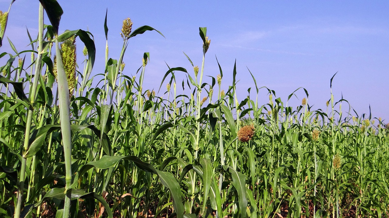 sorghum crop spikes free photo