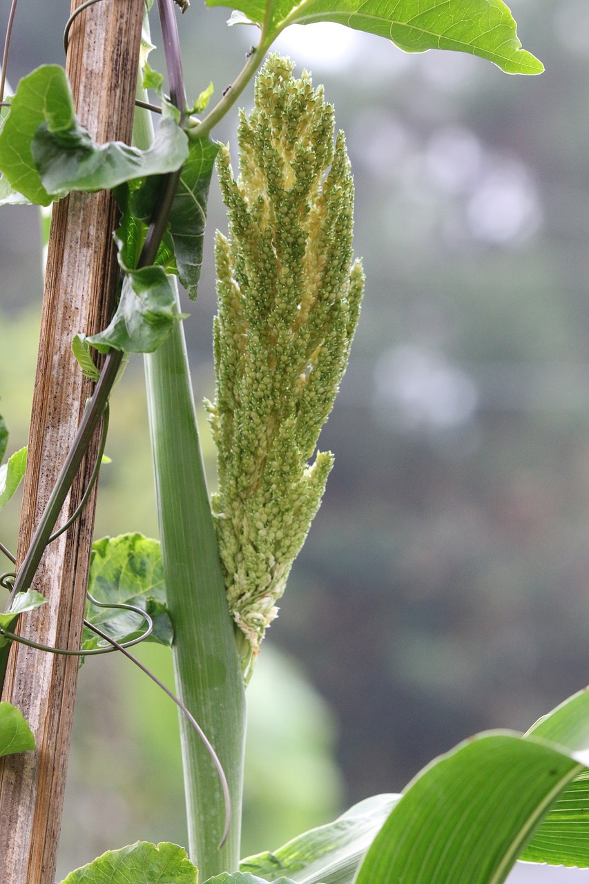 sorghum agriculture natural free photo