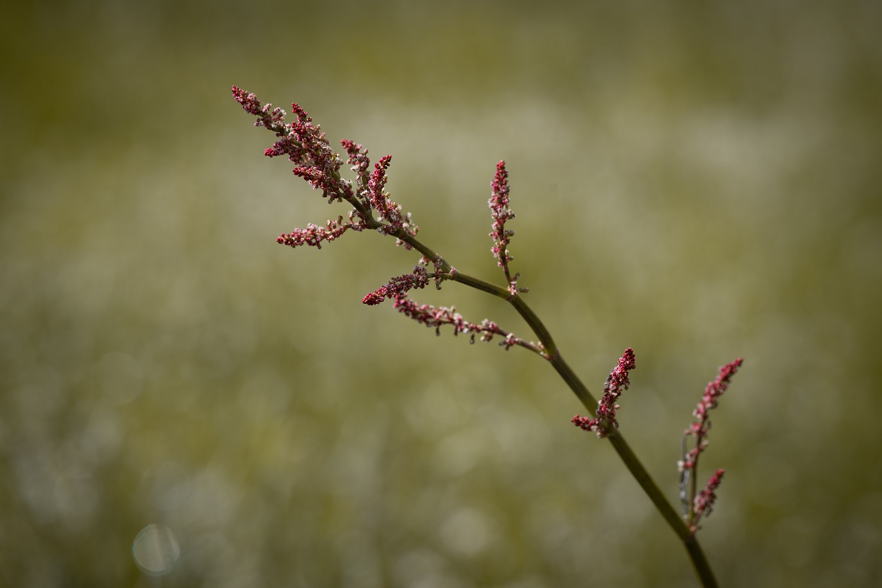 sorrel  meadows sauerampfer  medicinal plant free photo