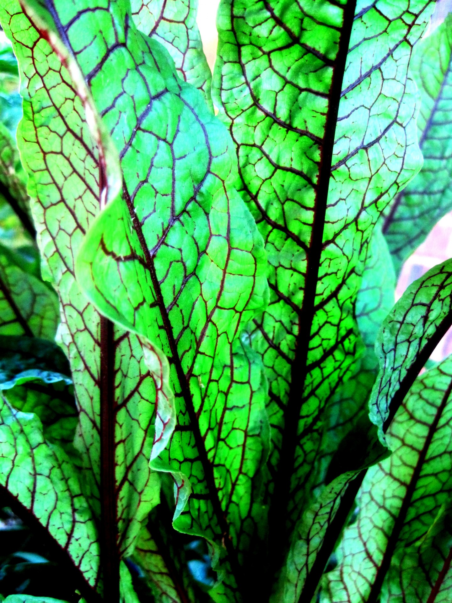 leaves long green free photo