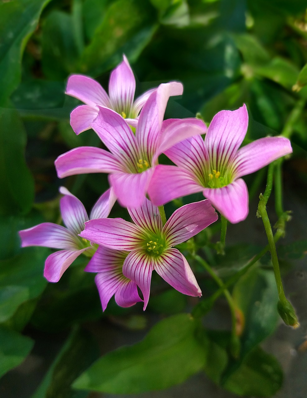 sorrell  clover of three leaves  little flower free photo