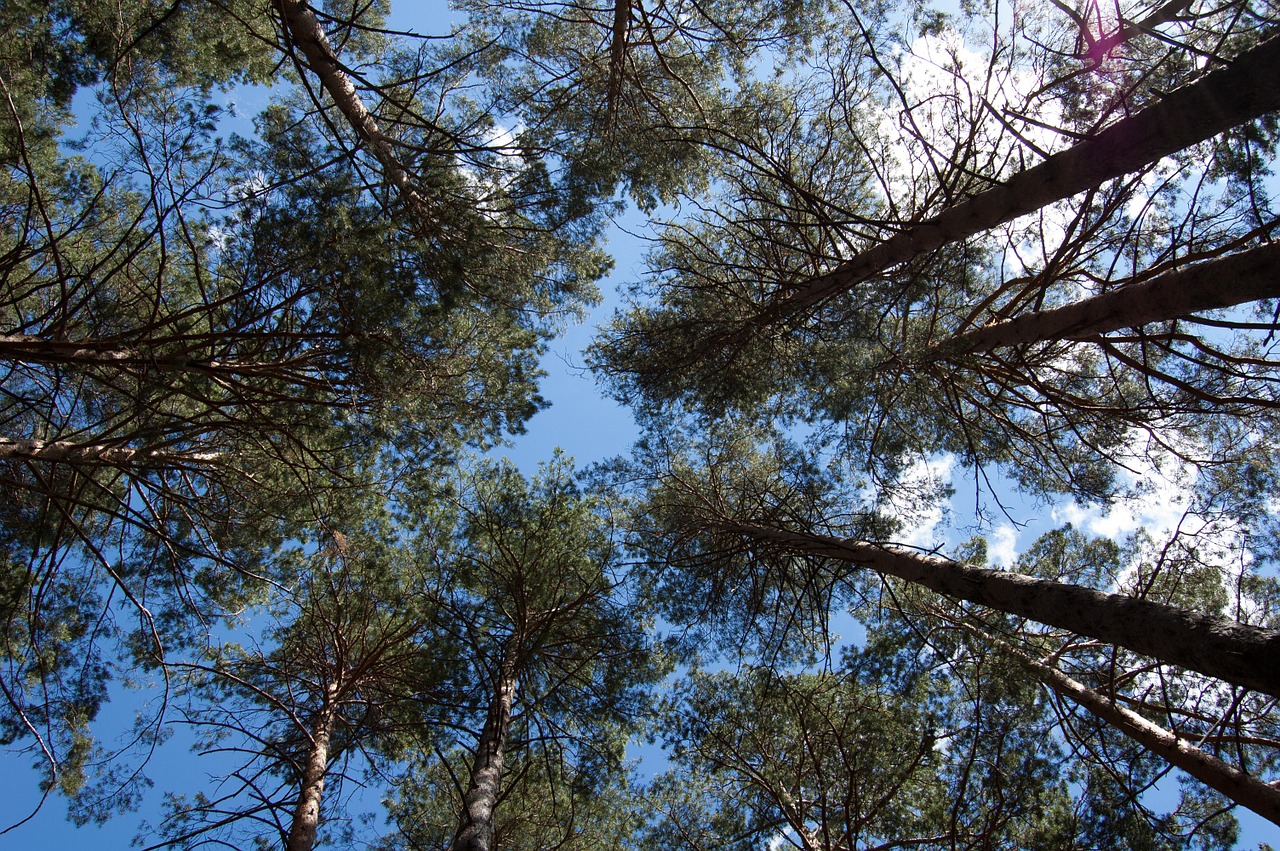 sosnovyi bor pine forest bottom view free photo