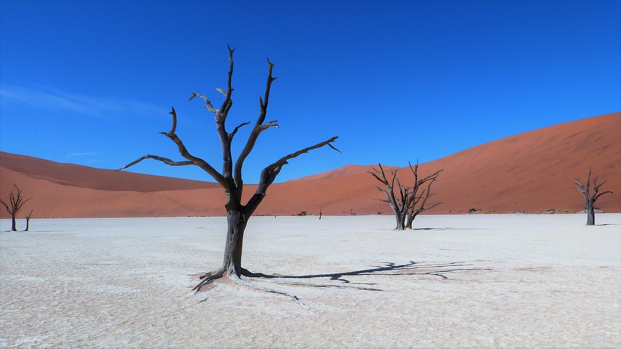 sossusvlei namibia contrasting colours free photo