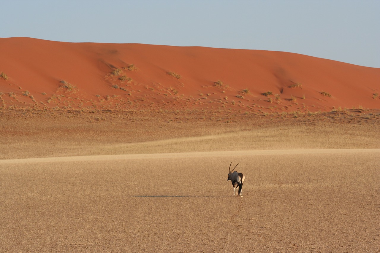 sossusvlei  oryx  red free photo