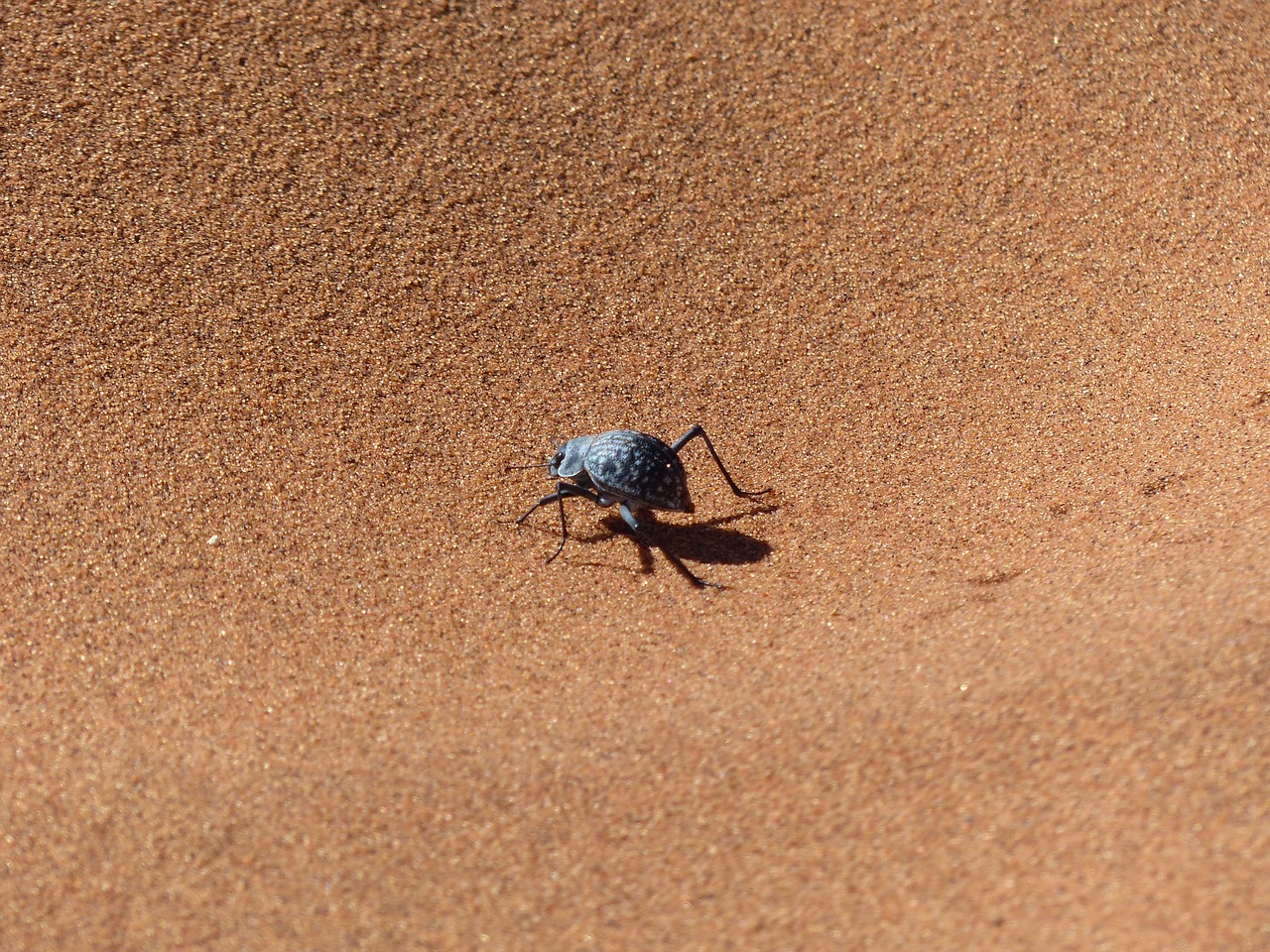 sossusvlei beetle namib desert free photo