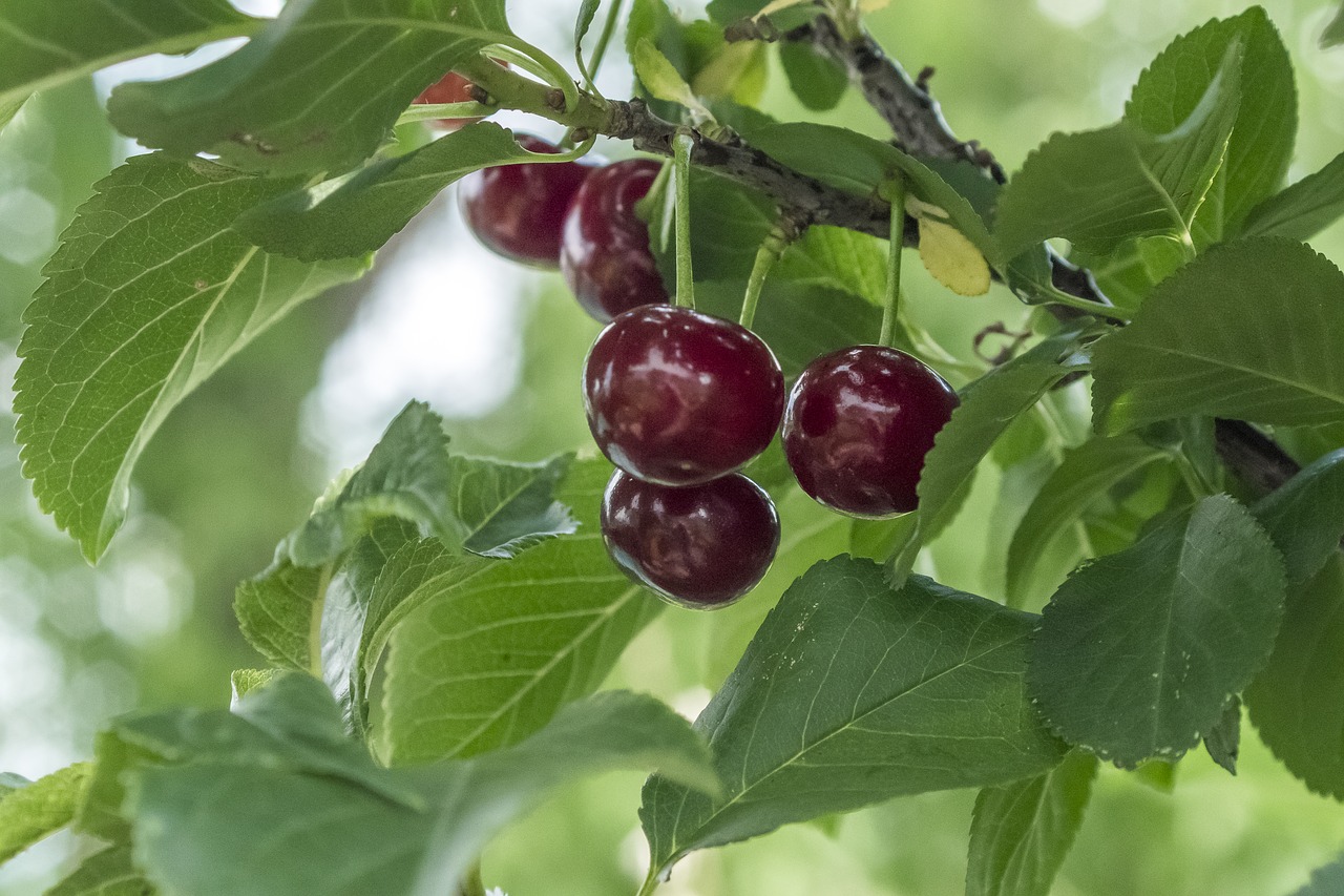 sour cherries  summer  fruit free photo