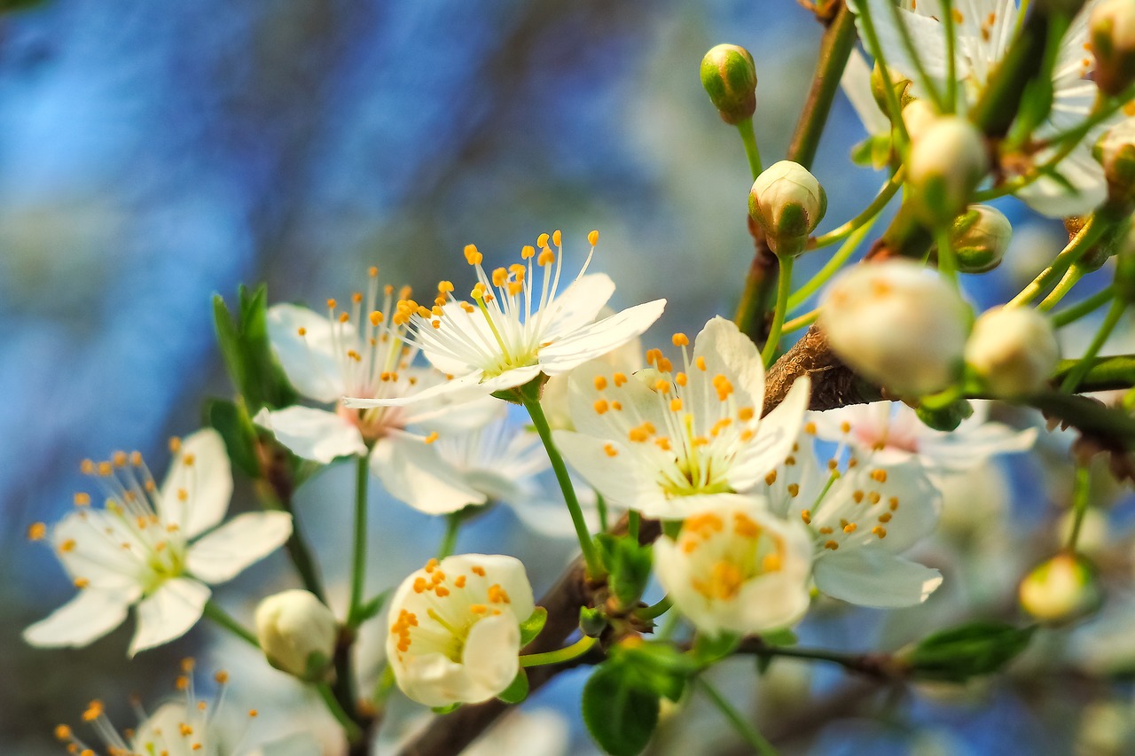 sour cherry tree nature free photo