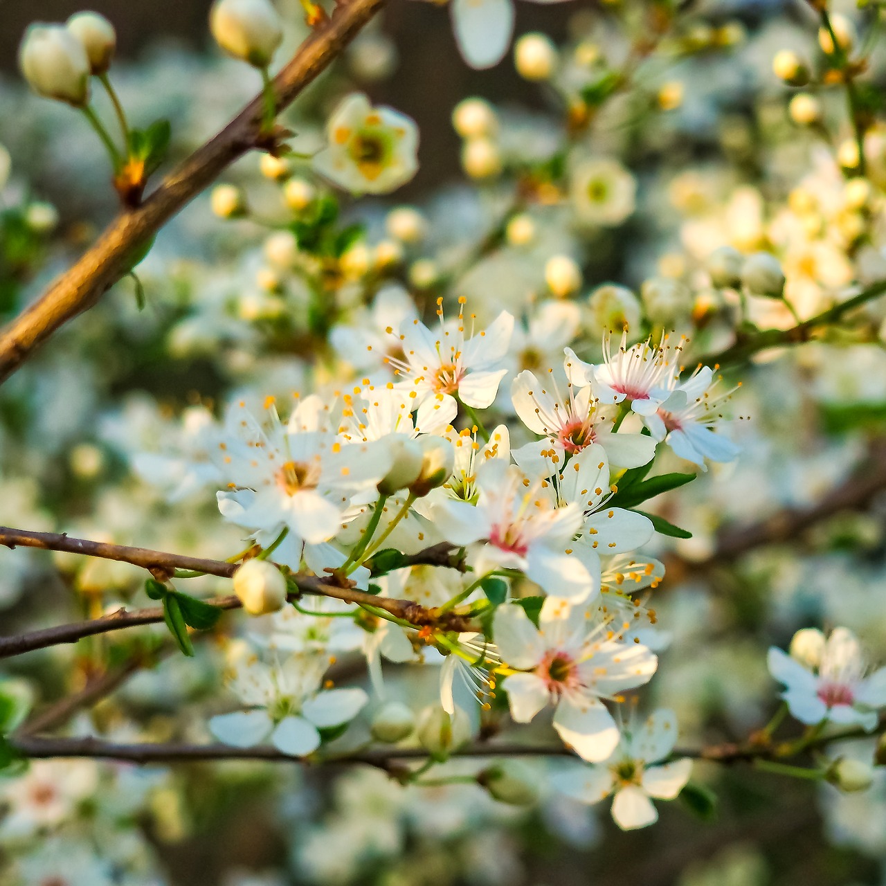 sour cherry tree nature free photo