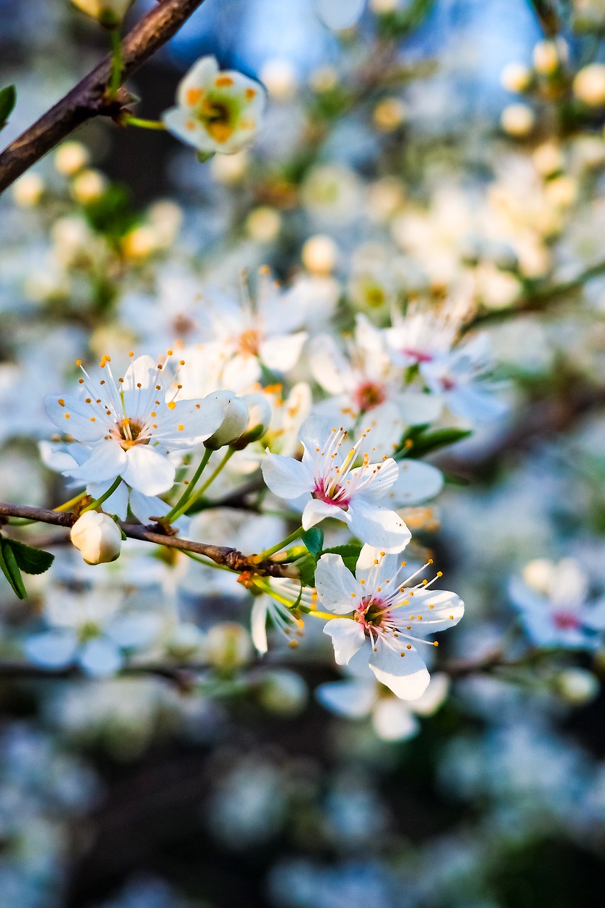 sour cherry tree nature free photo