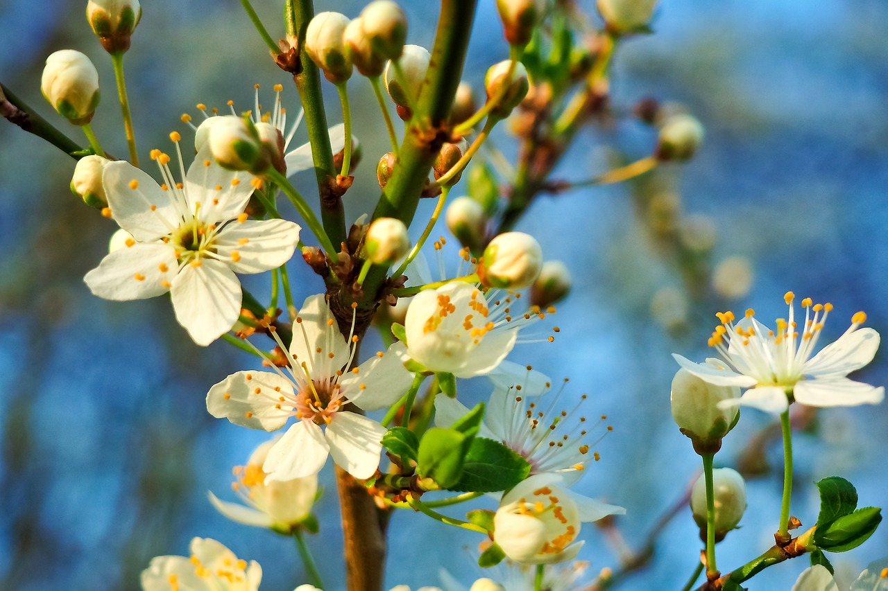 sour cherry tree nature free photo