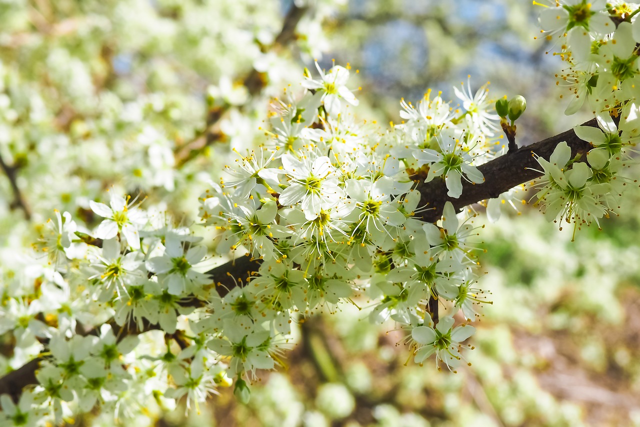 sour cherry tree nature free photo