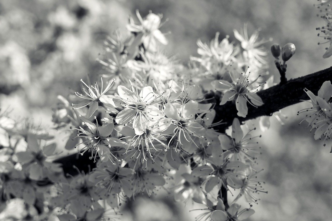 sour cherry tree nature free photo