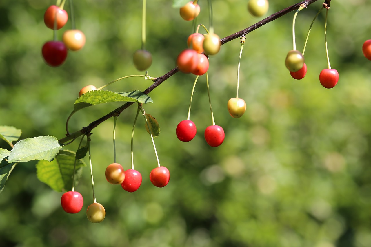 sour cherry fruit fresh free photo