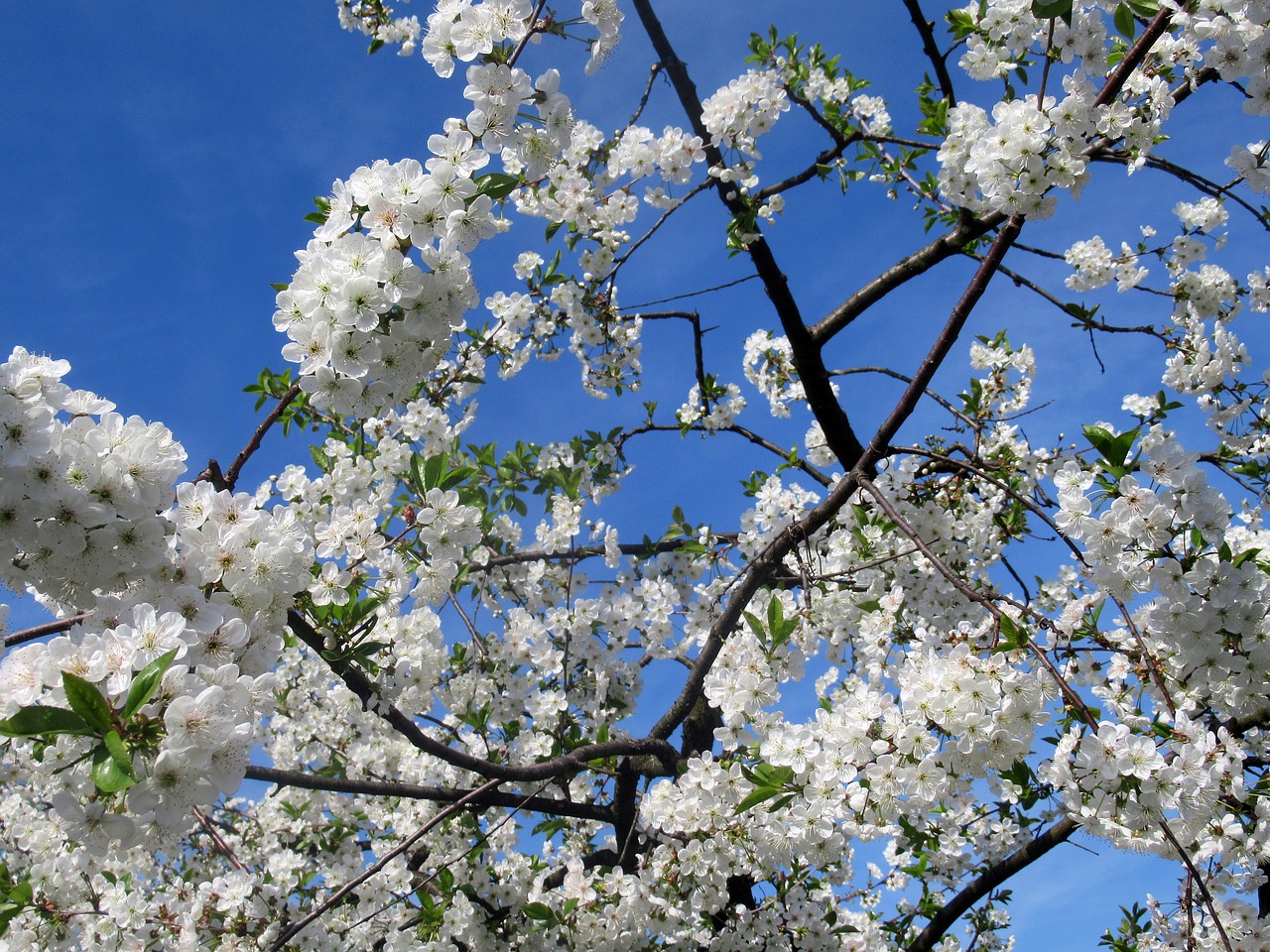 sour cherry  wood  flower free photo