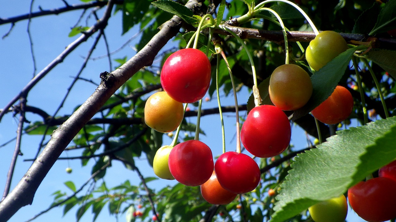 sour cherry  cherry tree  mature cherry free photo