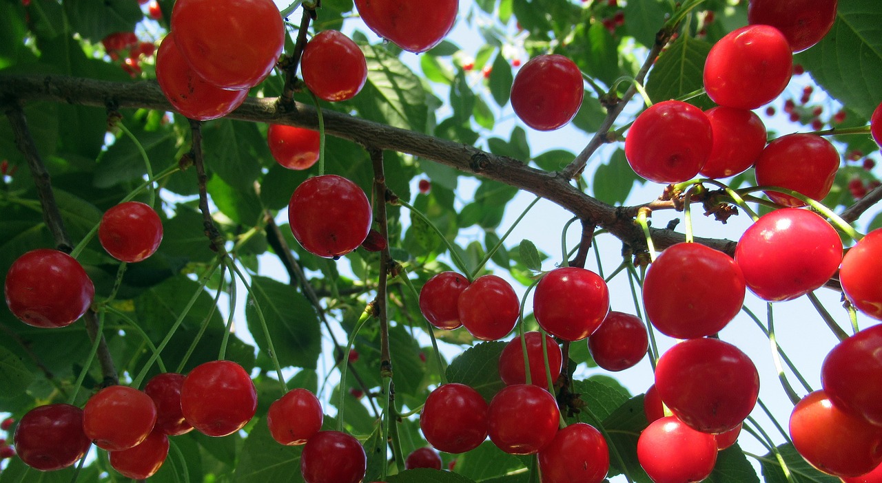 sour cherry  crop  branch free photo