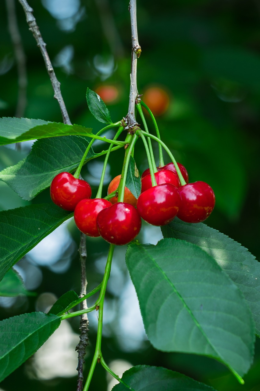 sour cherry  fruit  red free photo