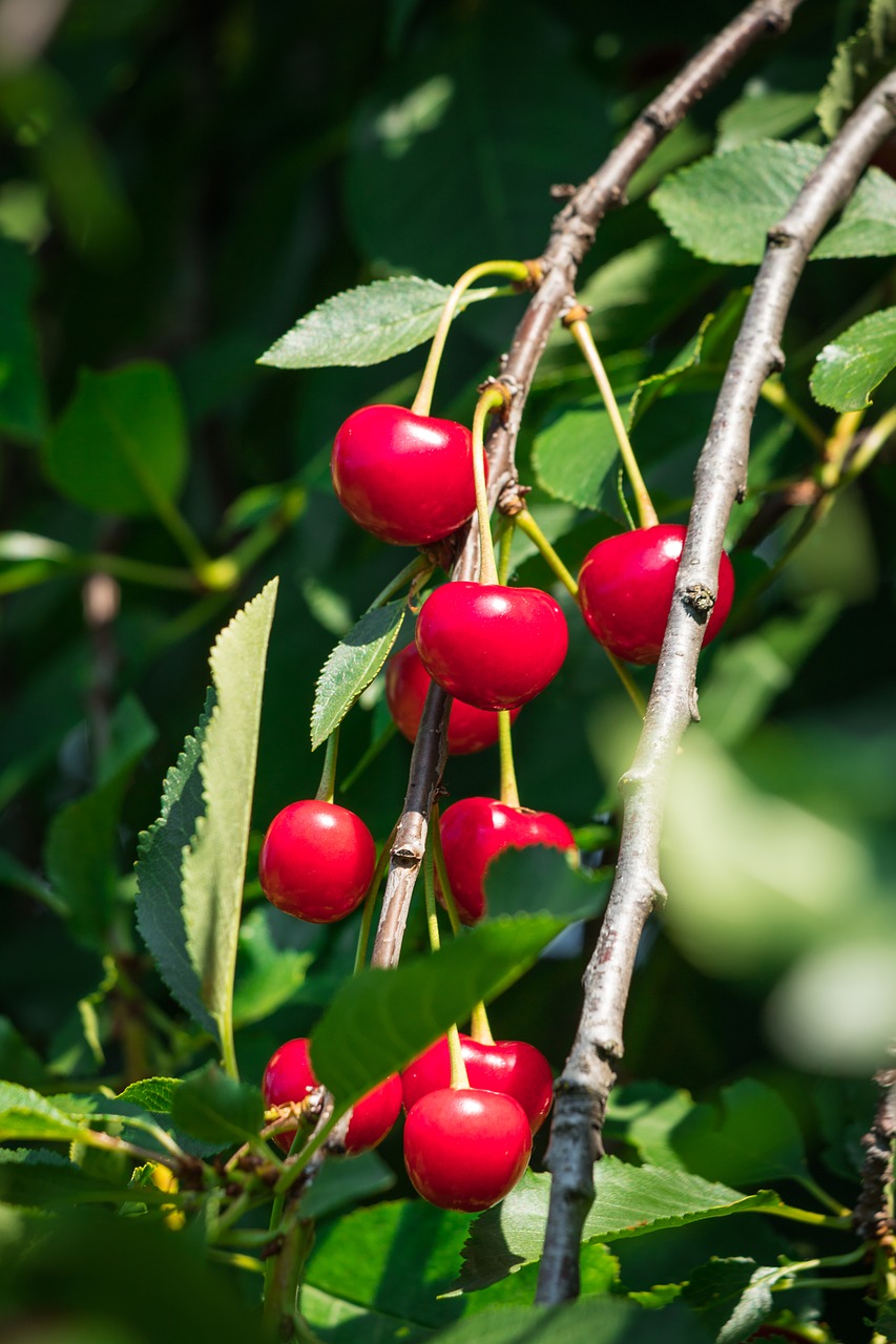 sour cherry  red  fruit free photo