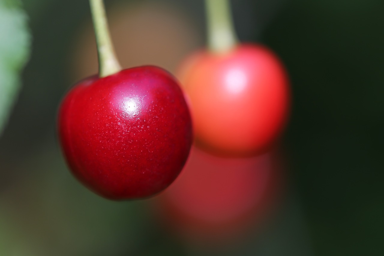 sour cherrys  fruit  fresh free photo