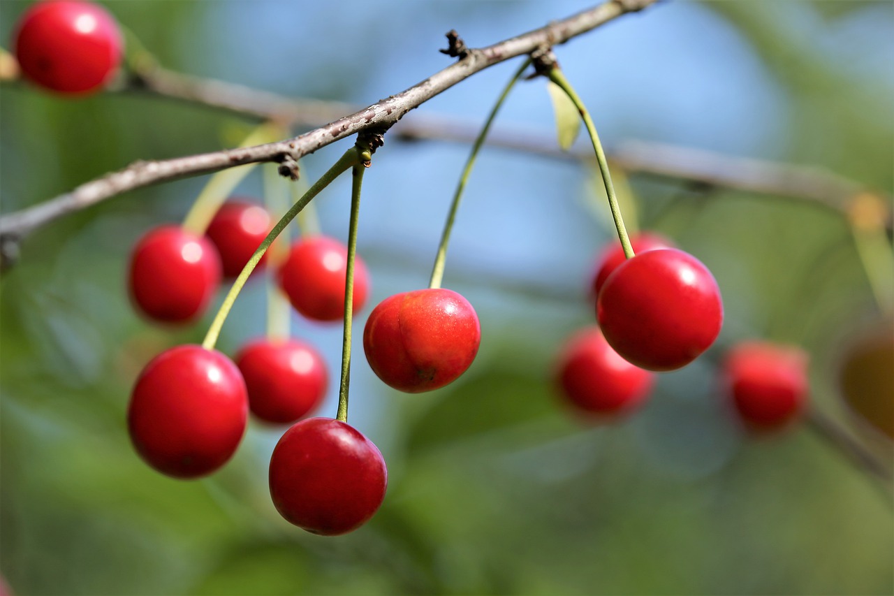 sour cherrys  fruit  fresh free photo