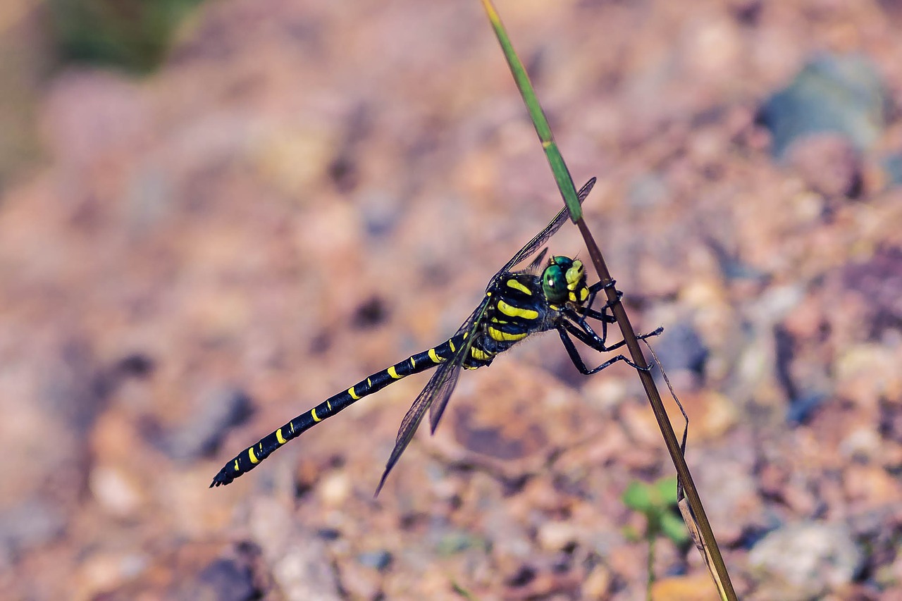 source virgin dragonfly insect free photo