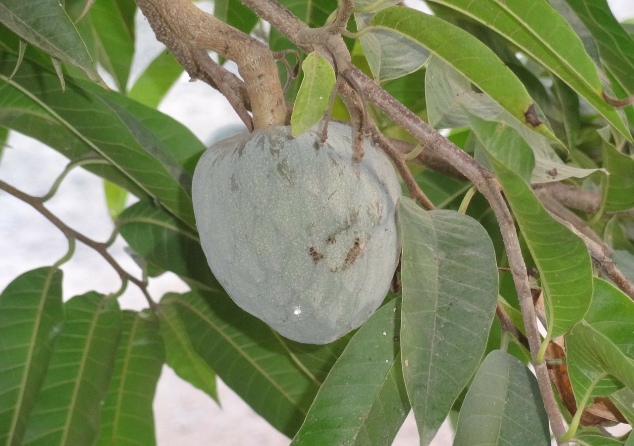 soursop annona muricata shul-ram-fal free photo