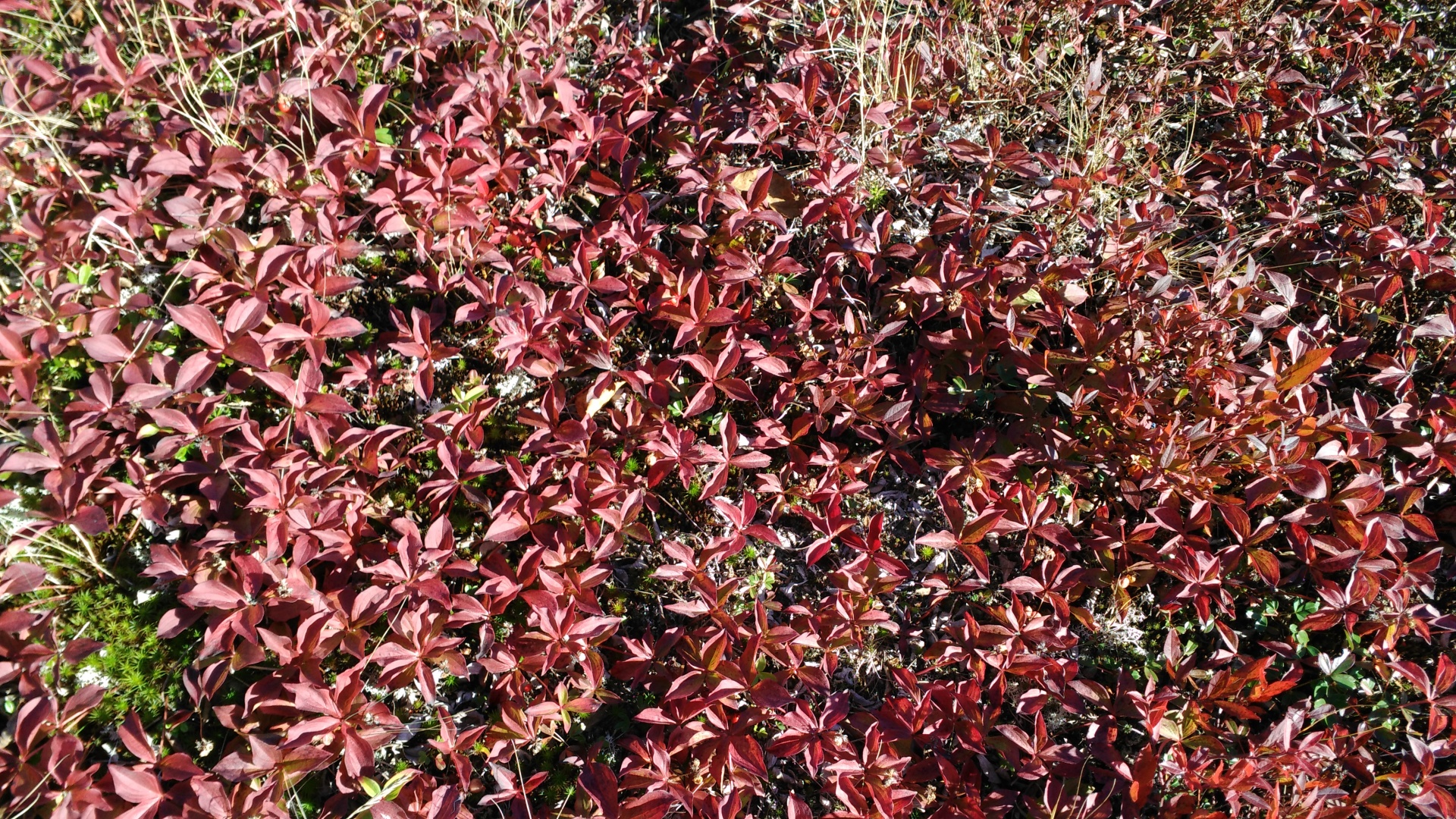 leaves foliage autumn free photo