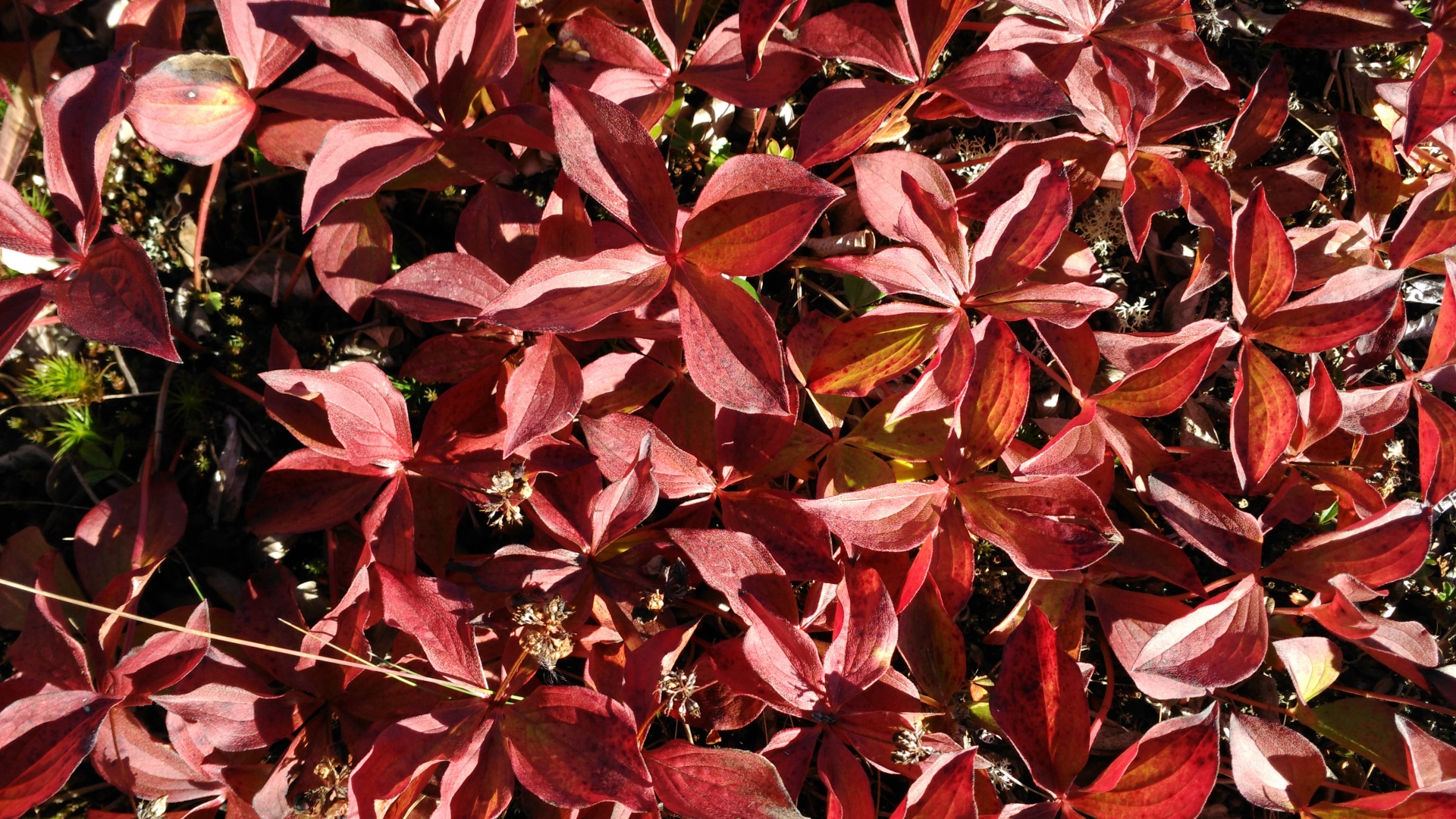 leaves foliage autumn free photo