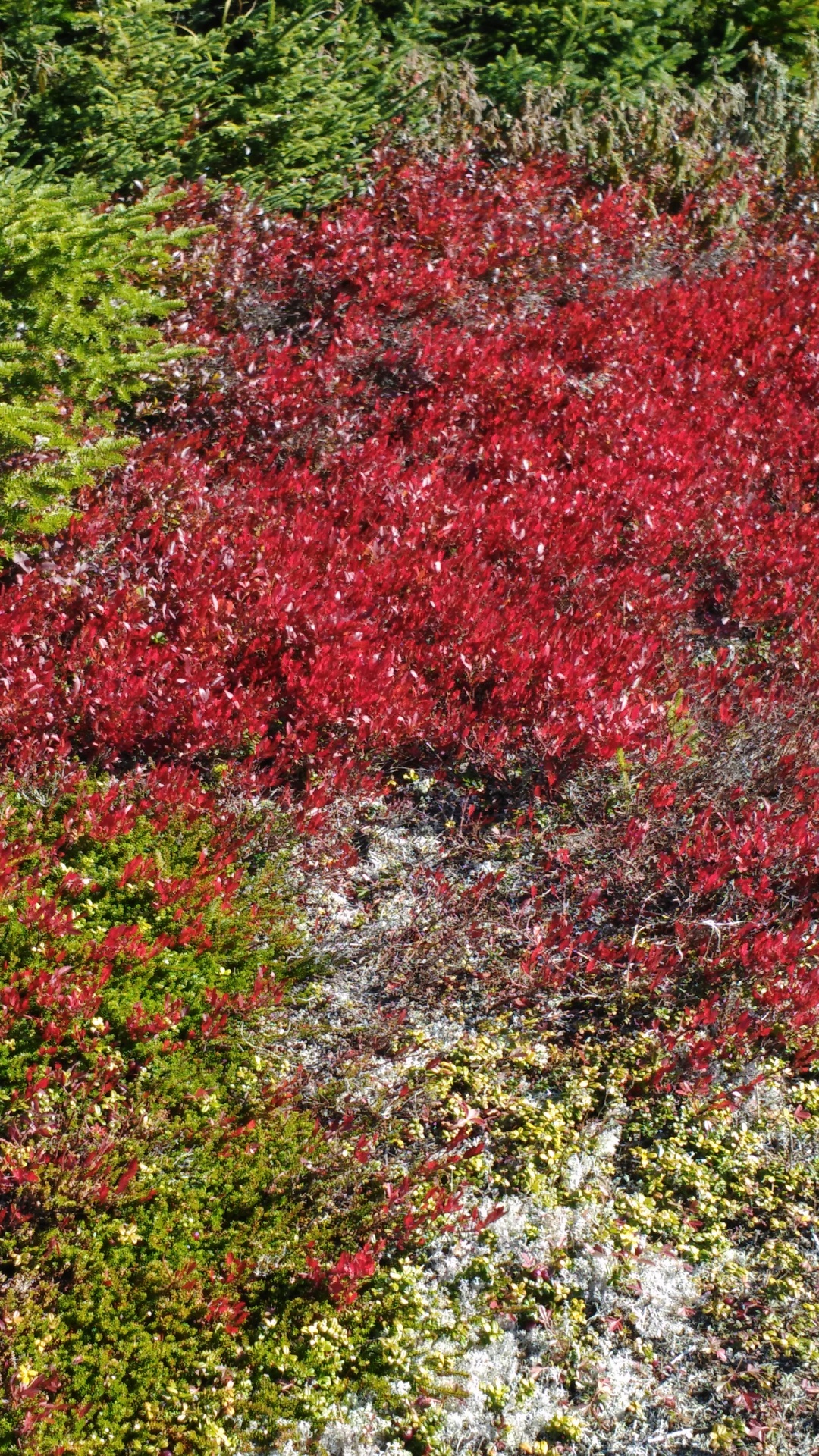 leaves foliage autumn free photo