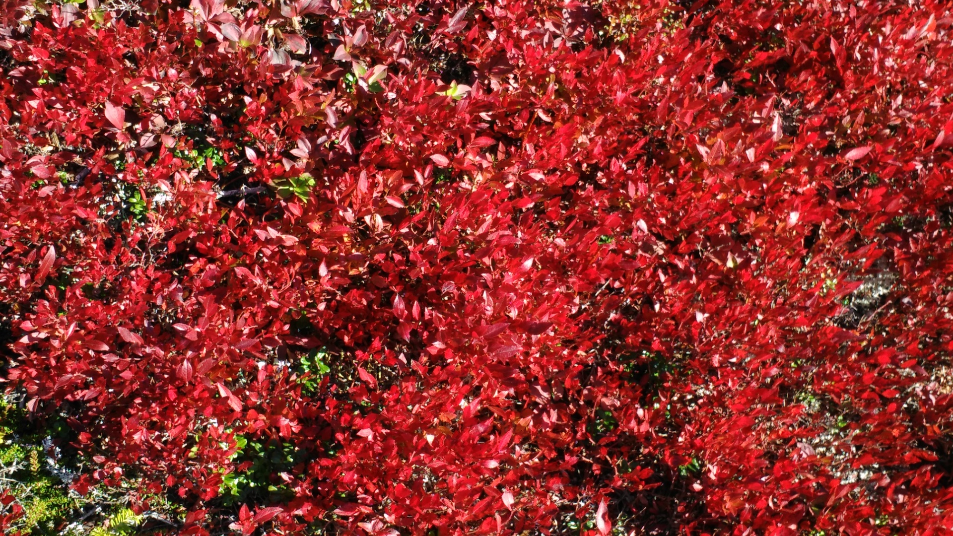 leaves foliage autumn free photo