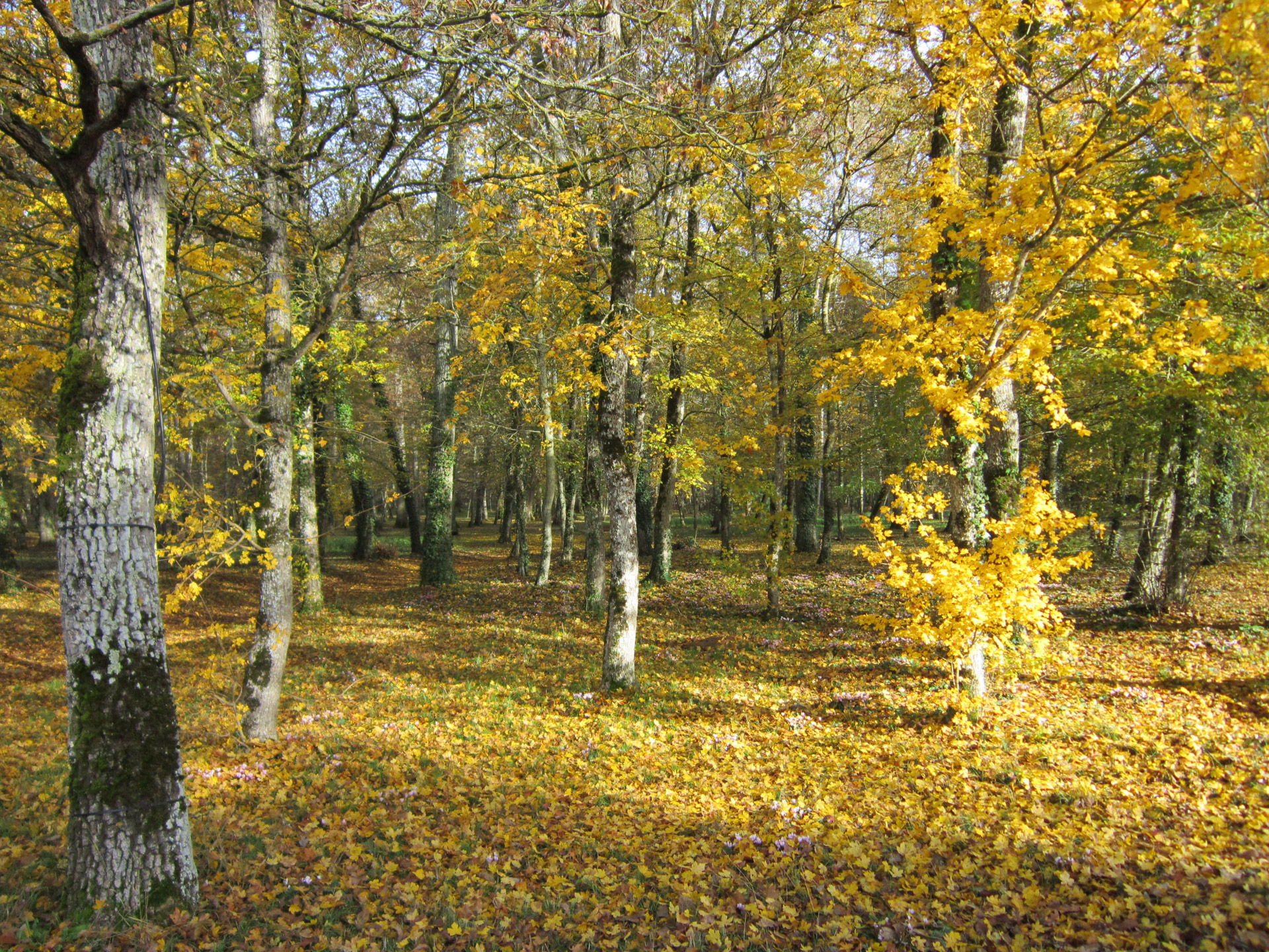 undergrowth forest winter free photo