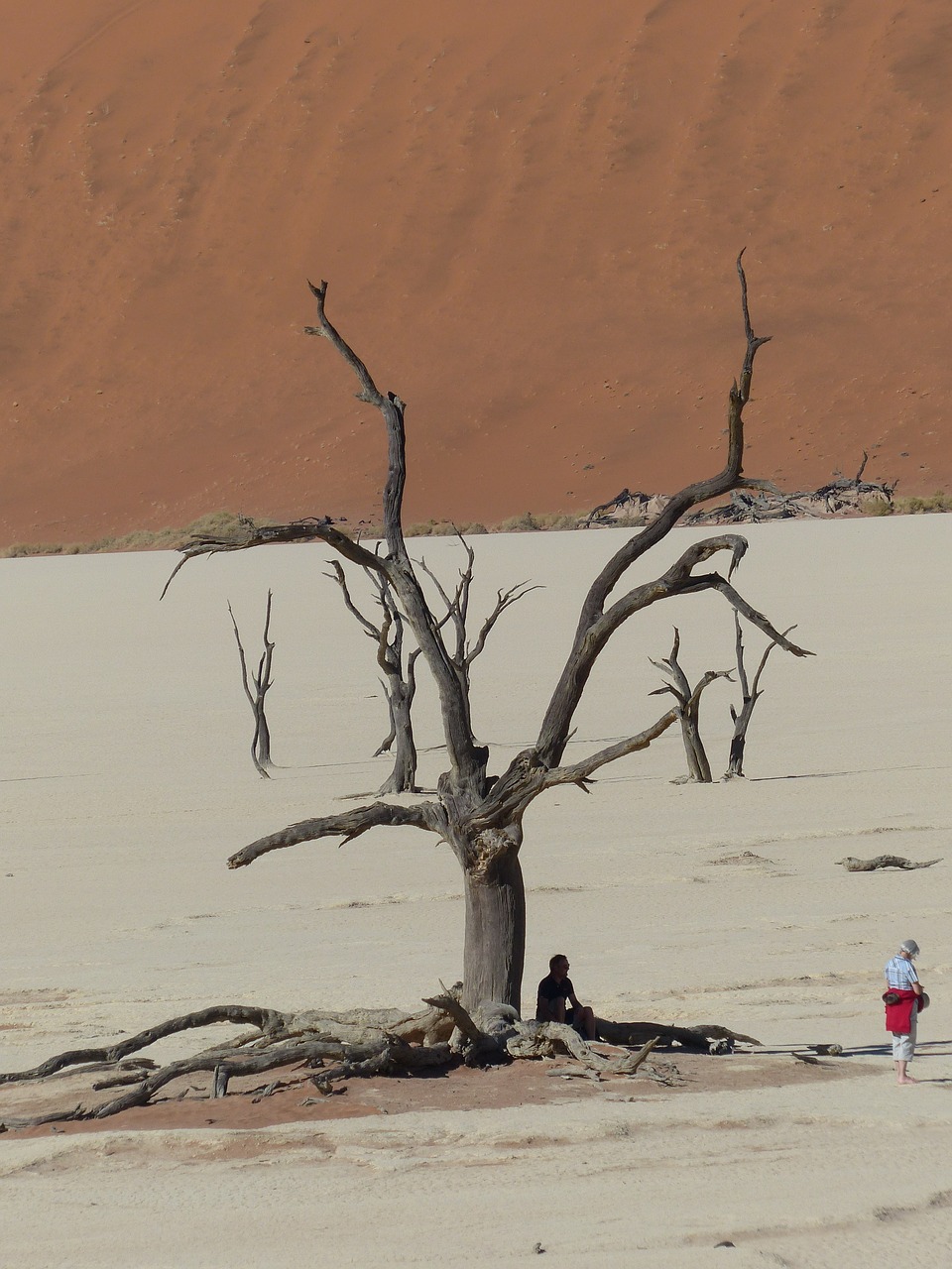 soussousvlie dead trees namibia free photo