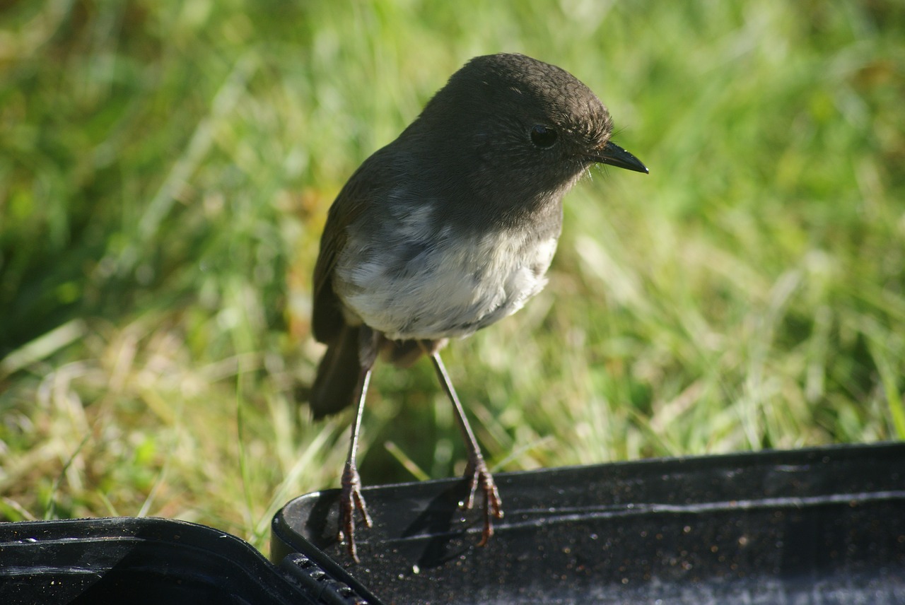 south island robin free photo