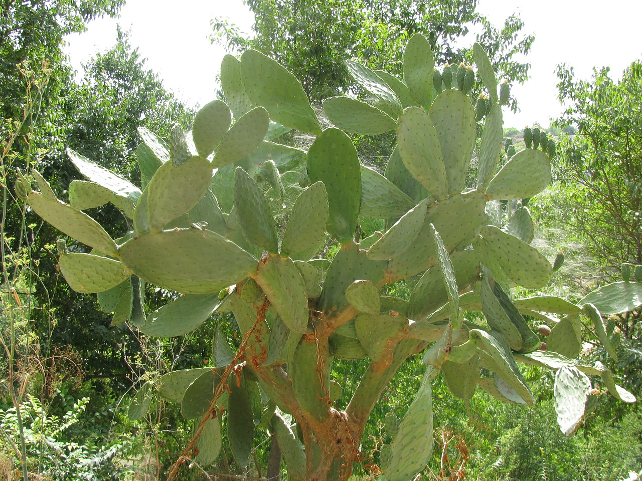 south cactus tree free photo