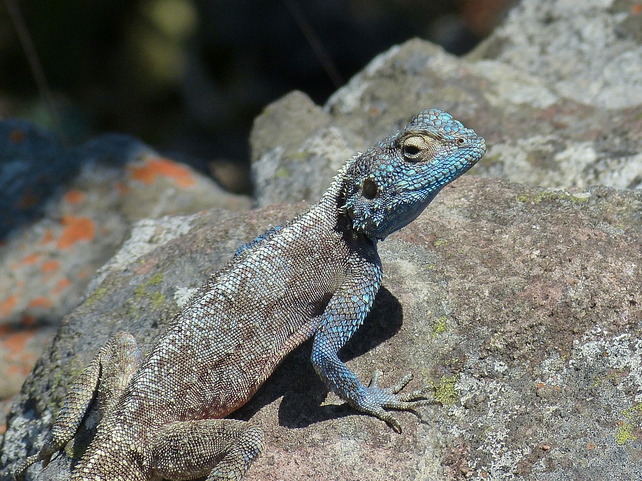 south africa lizard blue free photo