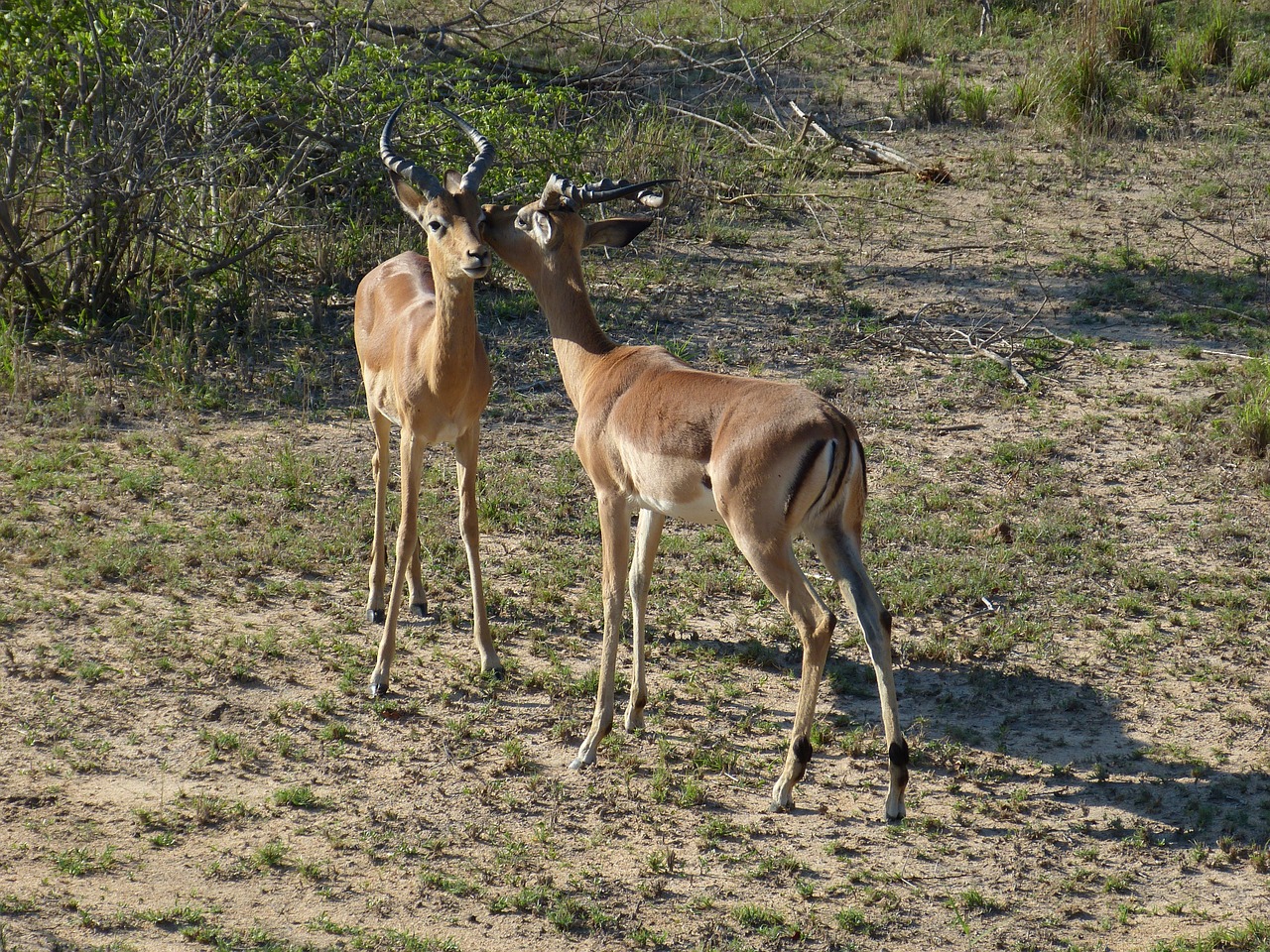 south africa gazelle antelope free photo