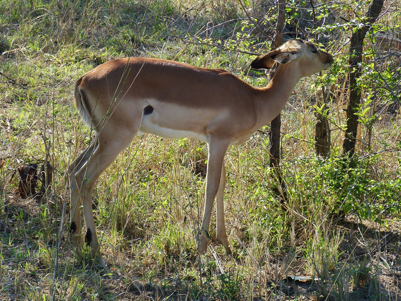 south africa gazelle antelope free photo