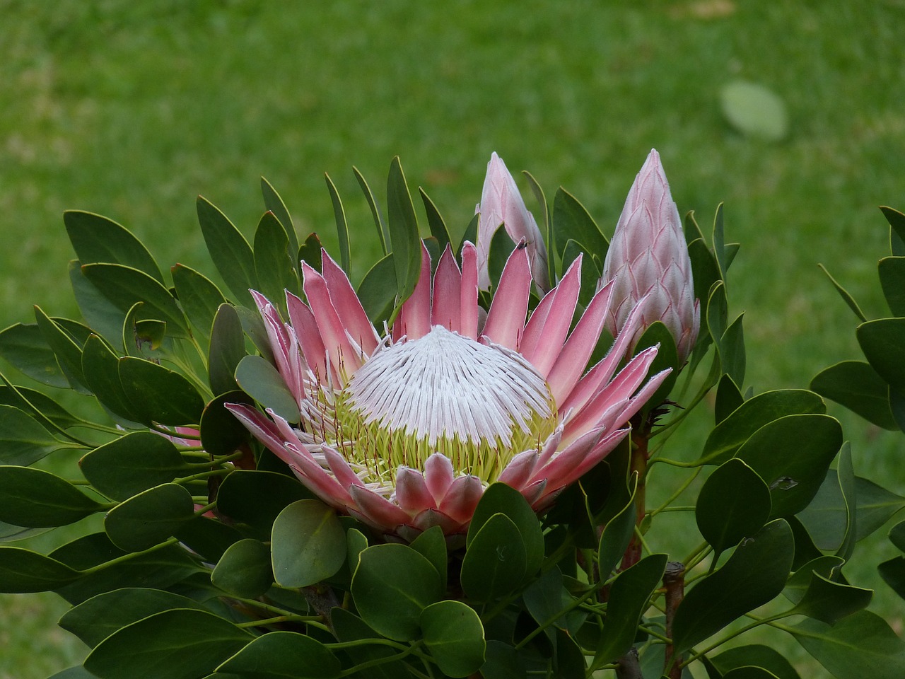south africa garden route protea free photo