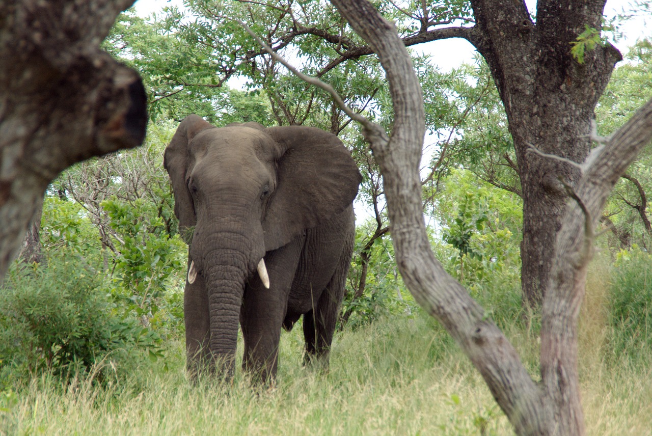 elephant south africa kruger park free photo