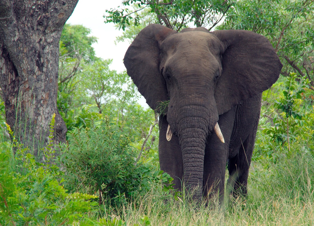 south africa kruger park elephant free photo