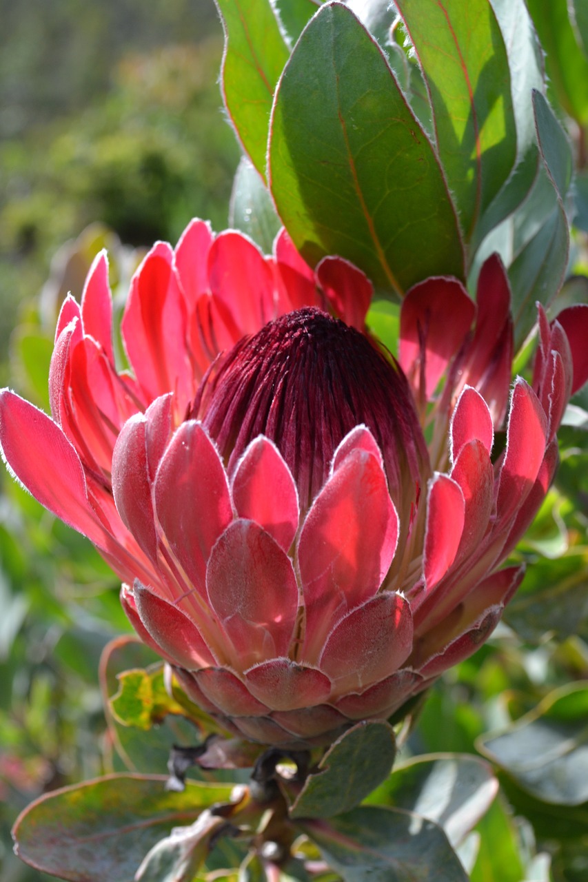 south africa botanical garden cape town flower free photo