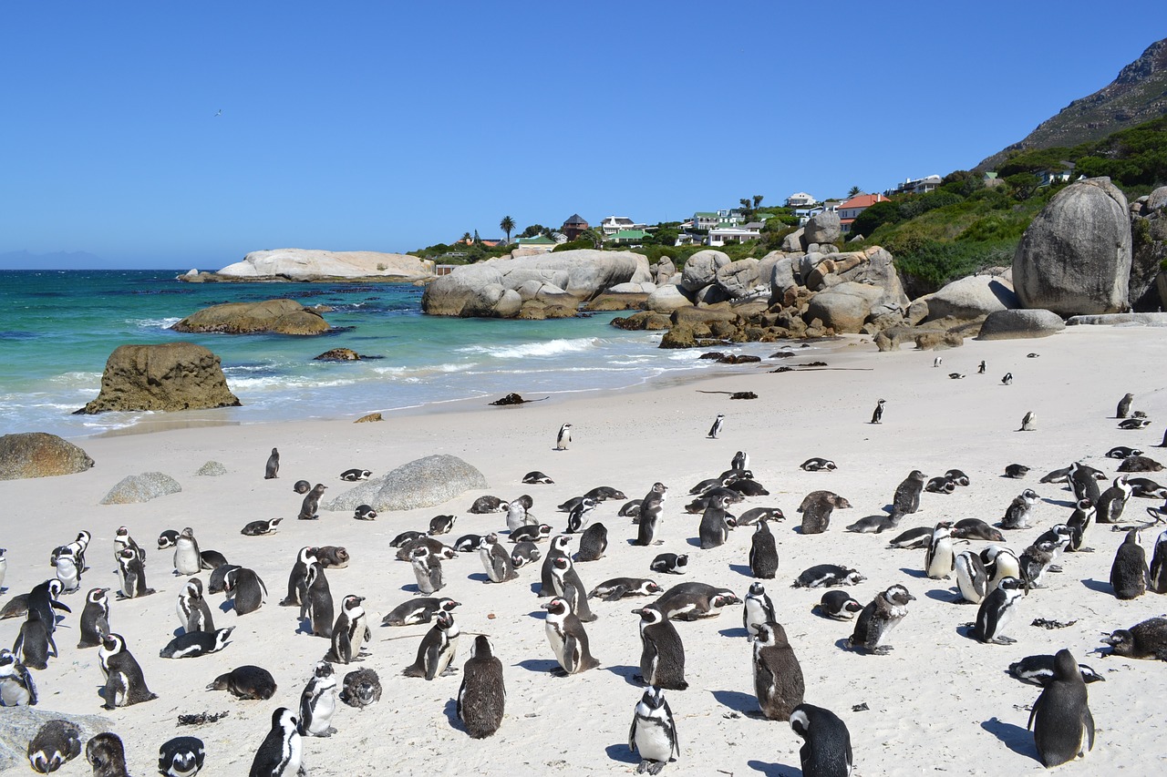 penguins south africa cape town free photo