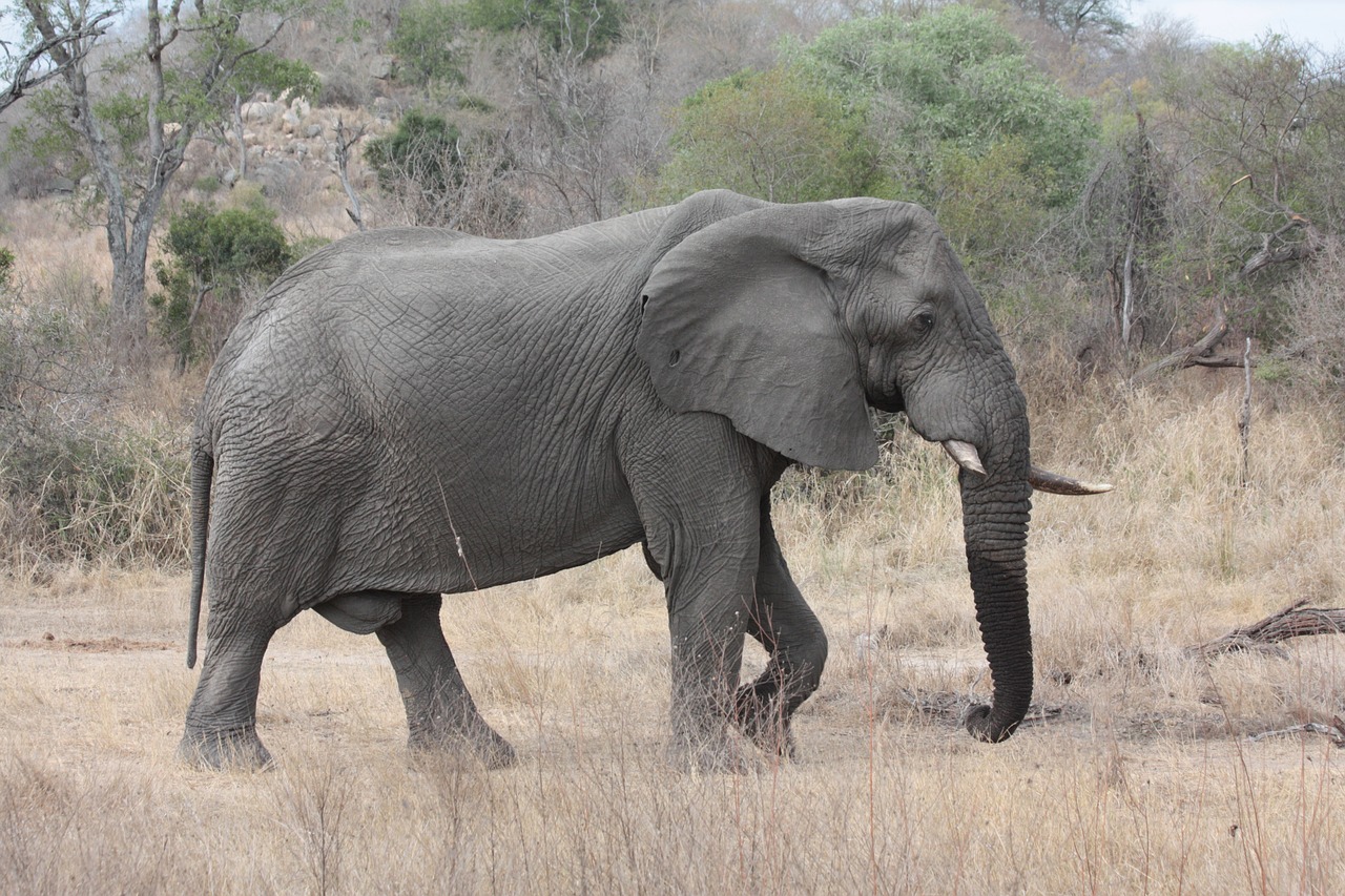 south africa kruger park elephant free photo